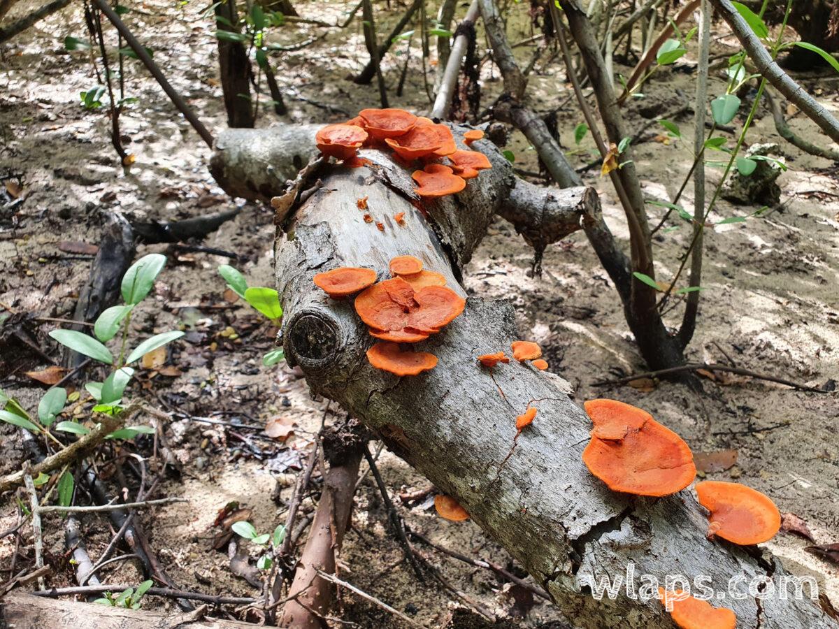 Décors végétal le long du sentier en Grande-Terre