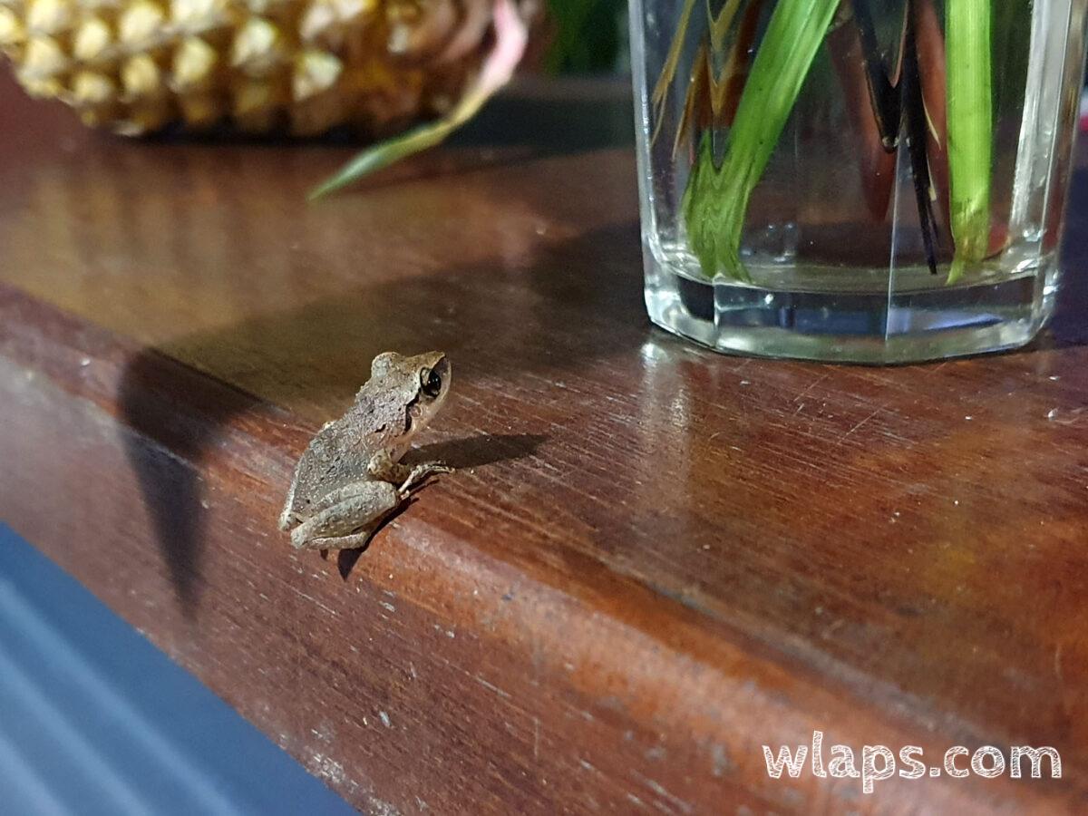 Grenouille le soir sur le bar du bungalow