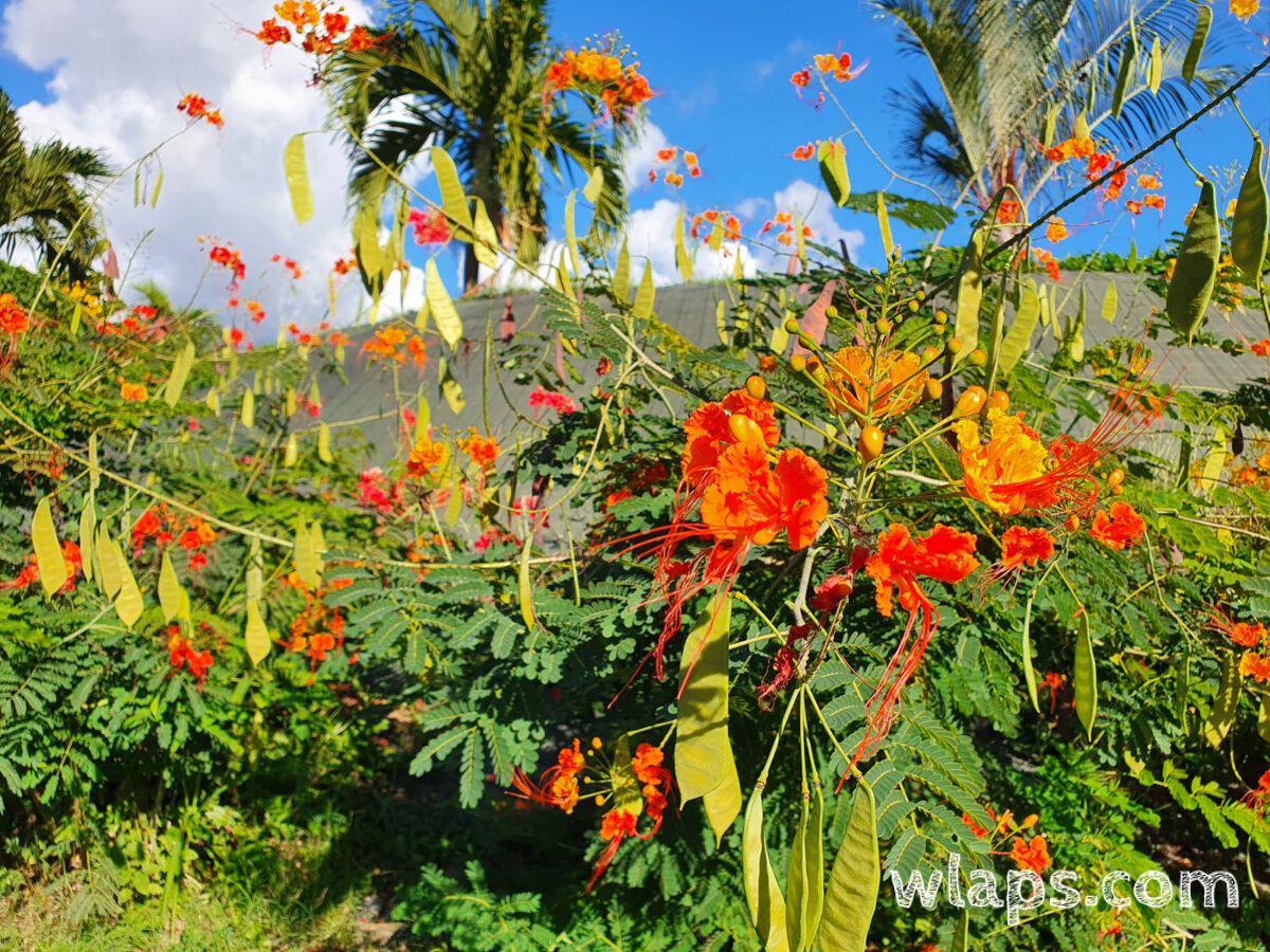 Fleurs de flamboyants en Guadeloupe