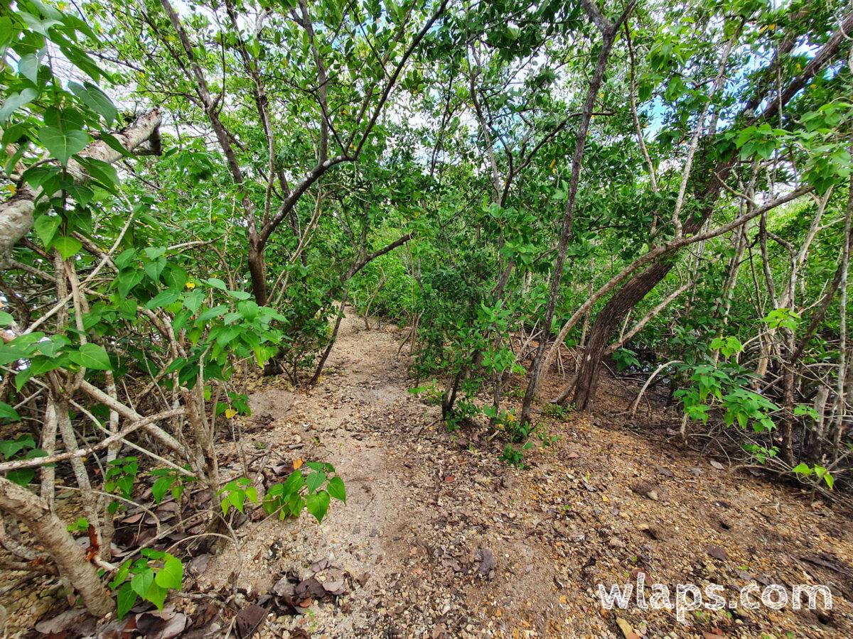On évolue entre mangrove et savane à bœufs, non loin du rivage du Grand Cul de Sac Marin