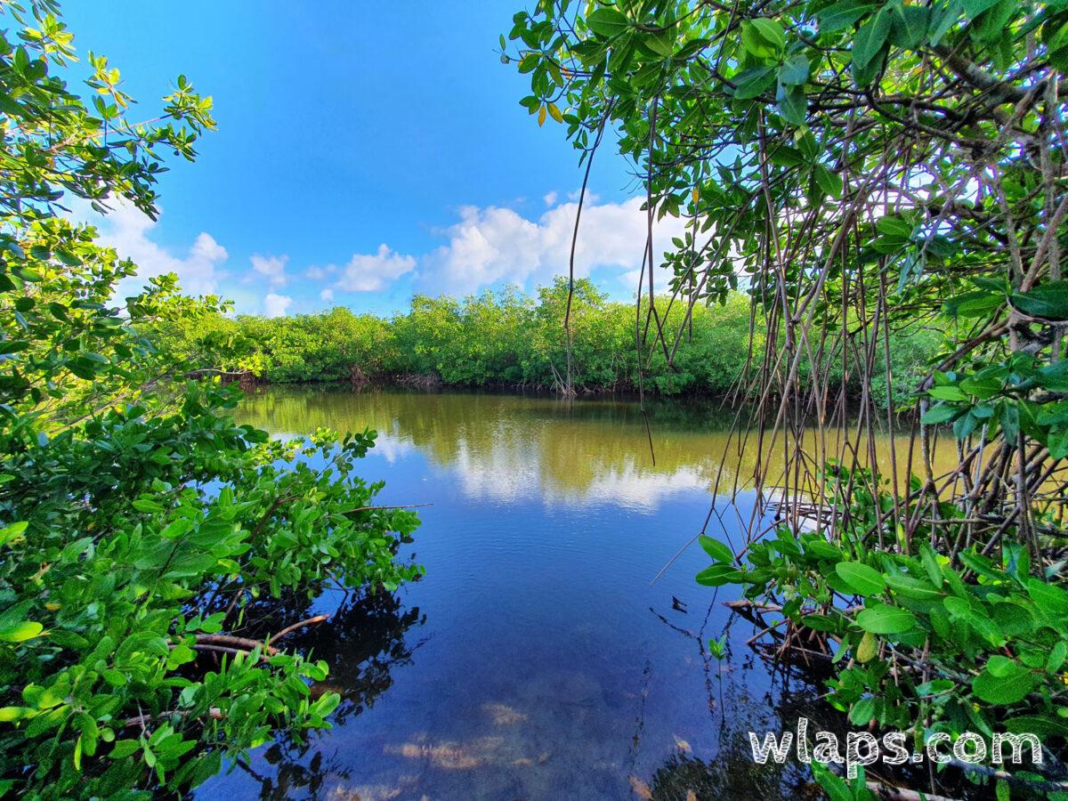 La mangrove de Port-Louis qu'on découvre le long de l'itinéraire de randonnée du nord de Guadeloupe