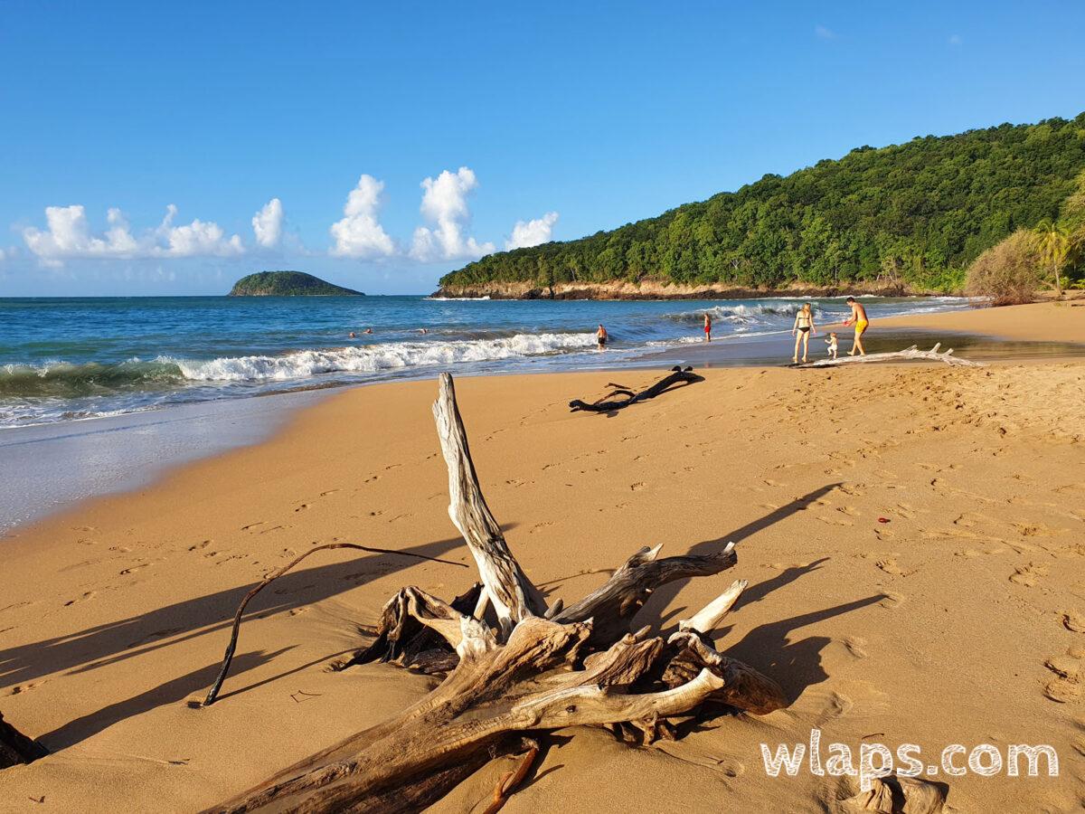 Après la tempête, il y a de nombreux arbres morts sur la plage de la Perle