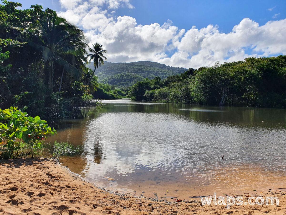 Sur la partie sauvage de la plage de Grande Anse, entre mangrove et eaux sombres