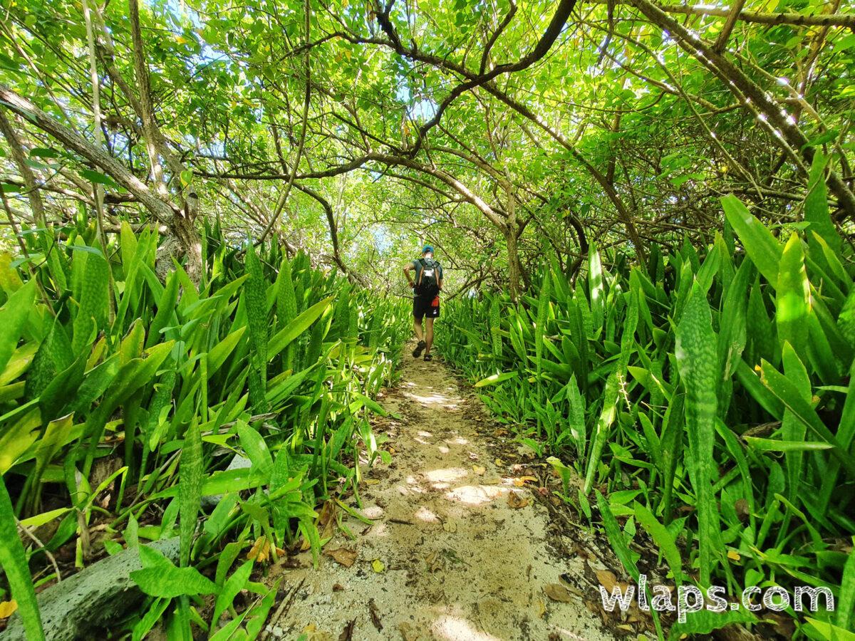 Il y a plein de randonnées en Guadeloupe, en forêt ou le long du littoral. Ici un randonneur dans le nord de Grande-Terre.