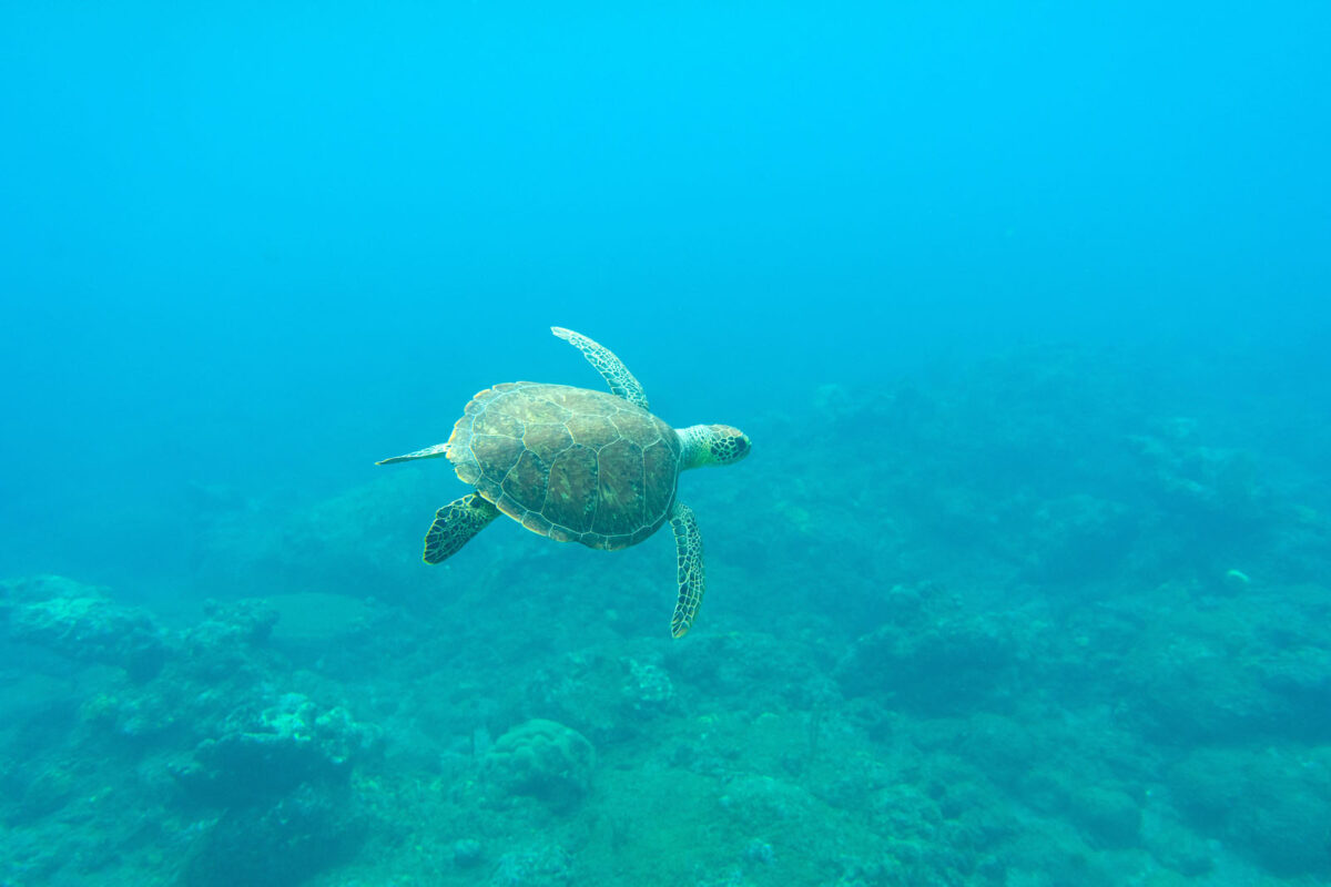 Nager avec des tortues, une expérience inoubliable