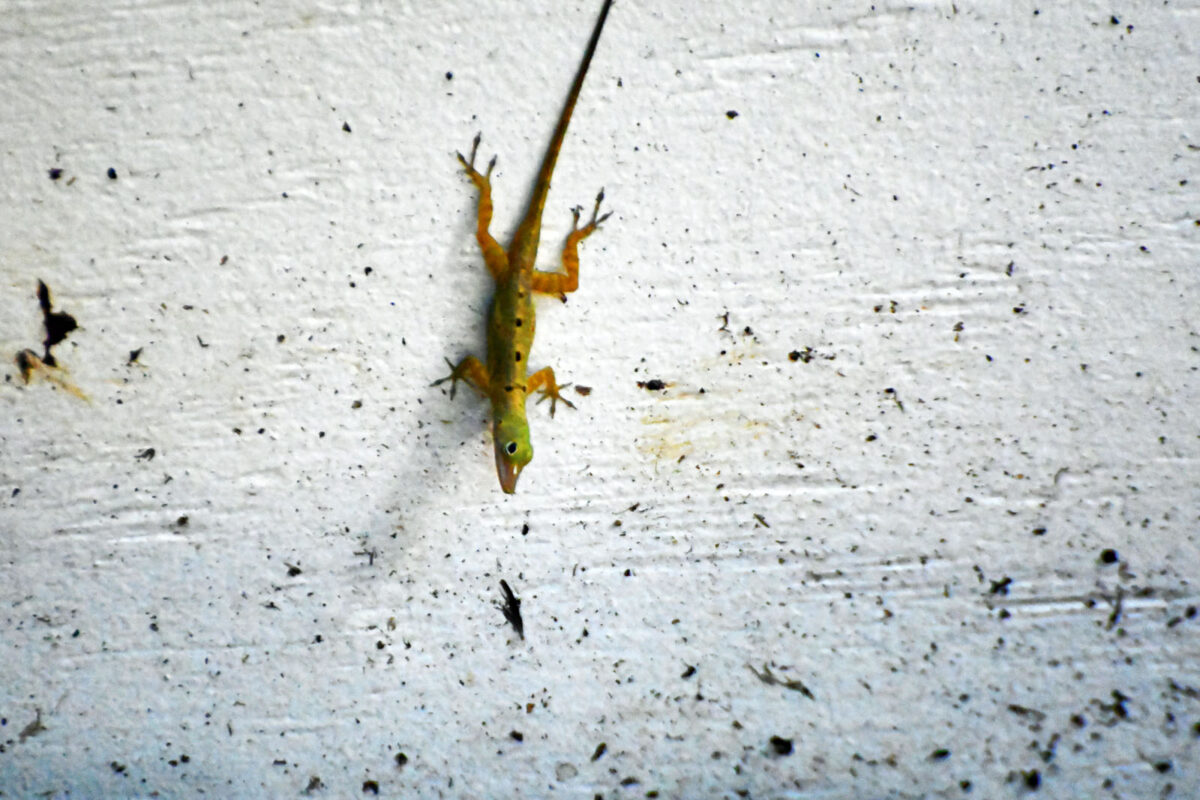 Petit anoli sur le mur de la guesthouse