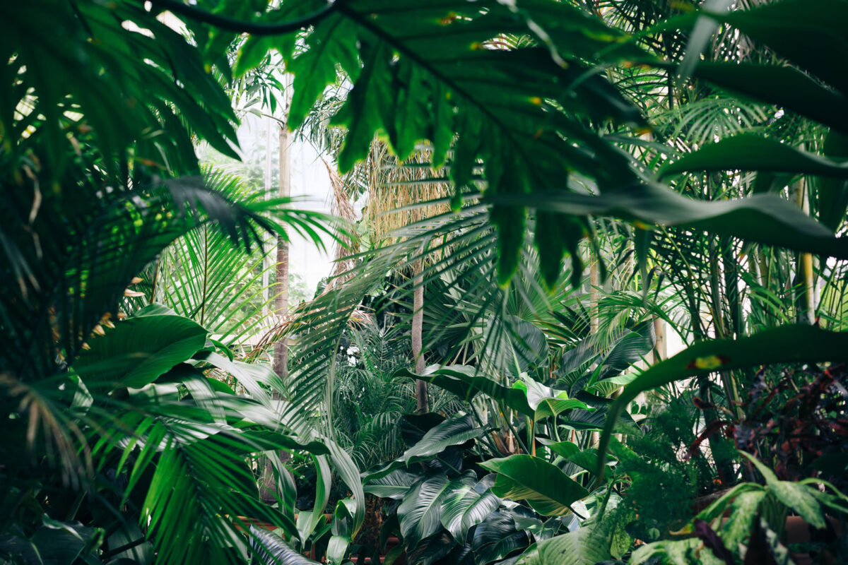 Jardin tropical aux mille plantes immenses