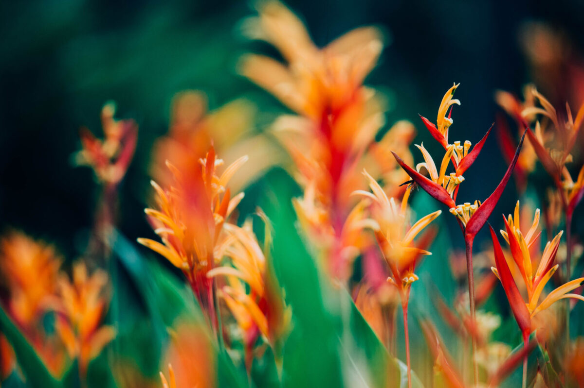 Oiseaux de paradis dans le jardin