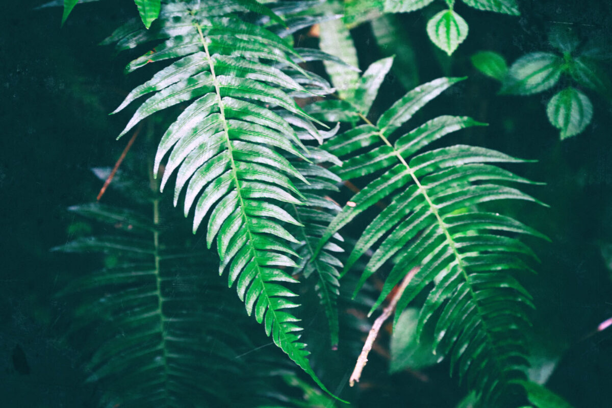 Végétation tropicale de l'île