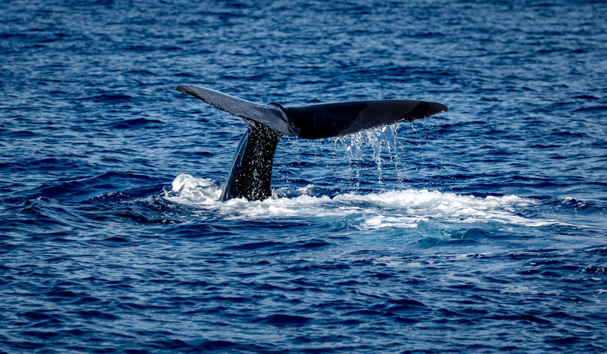 Baleine à la saison