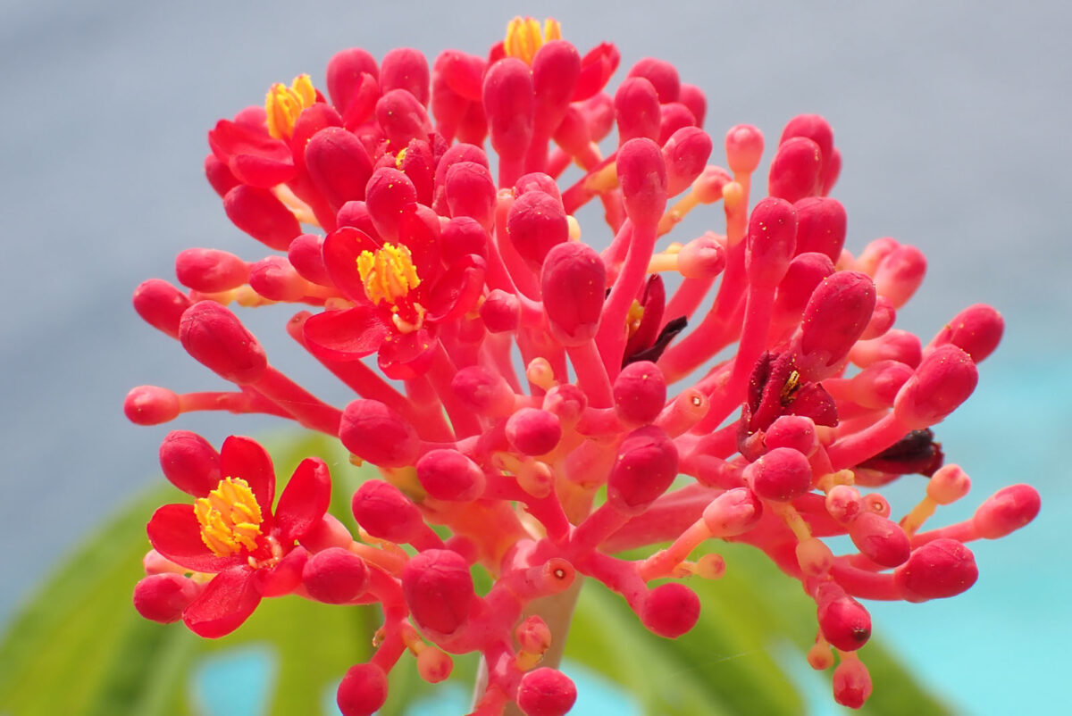 Flore tropicale aux couleurs chatoyantes