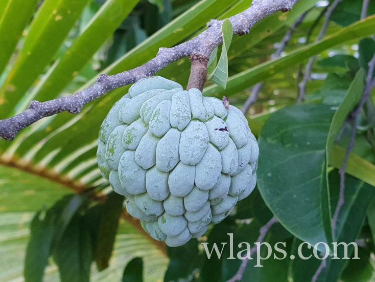 Une pomme cannelle en Polynésie