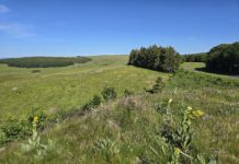 Aubrac : immersion au cœur des estives et de la nature sauvage